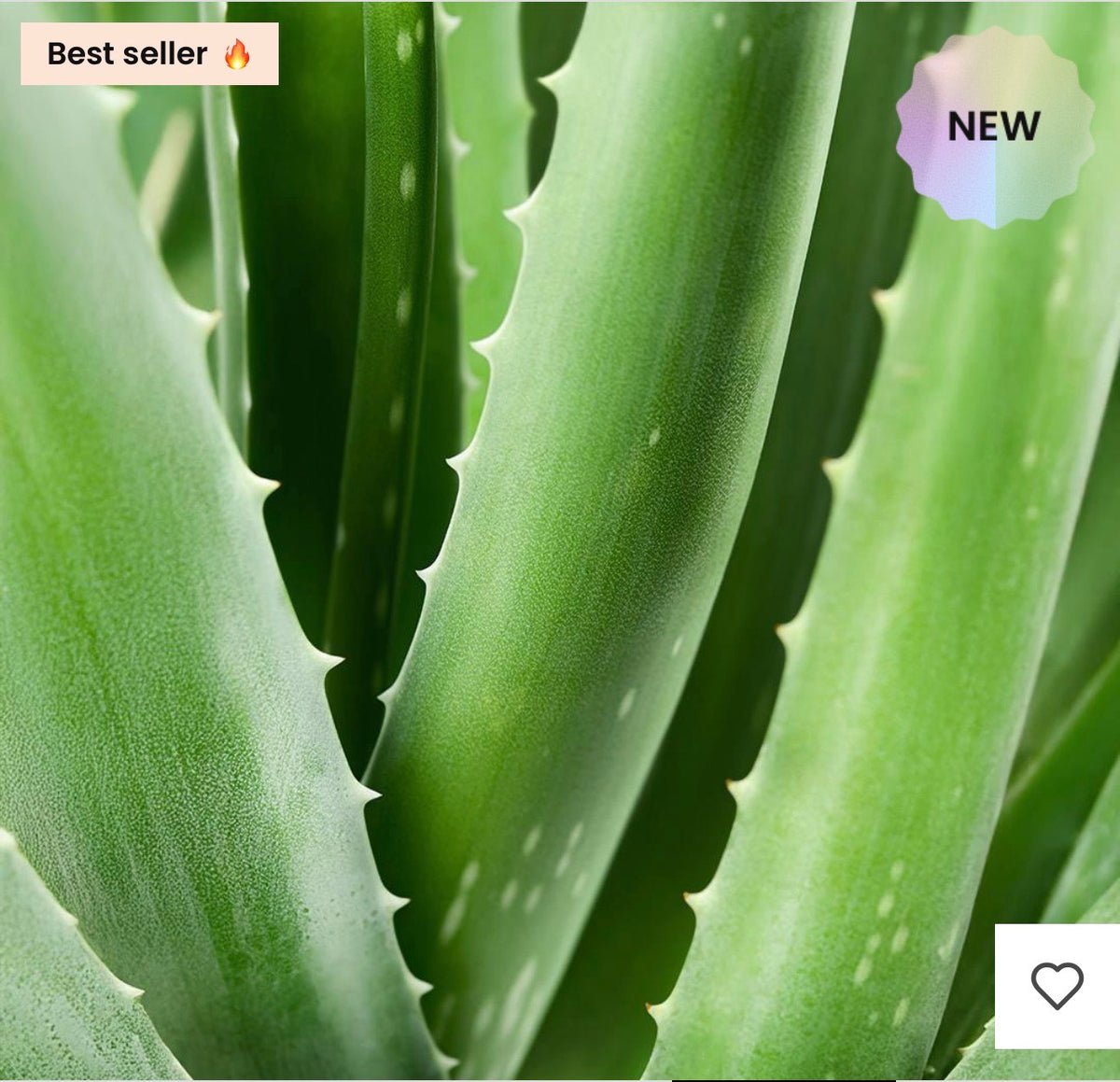 Crème Visage Nuit à l’Aloe Vera 50 mL | Avec complexe exclusif NUTRISILK™