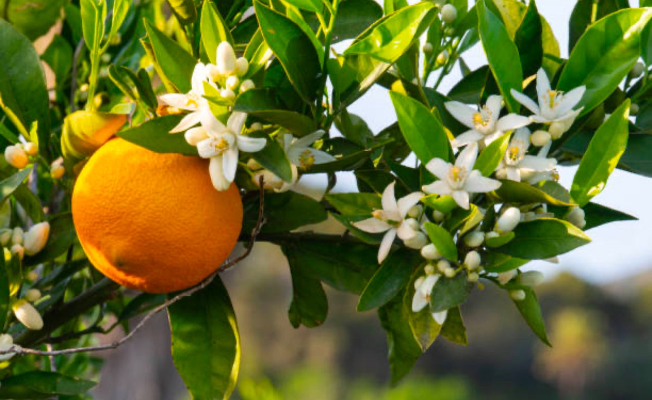 Parfum N° 154- Liaison Rose