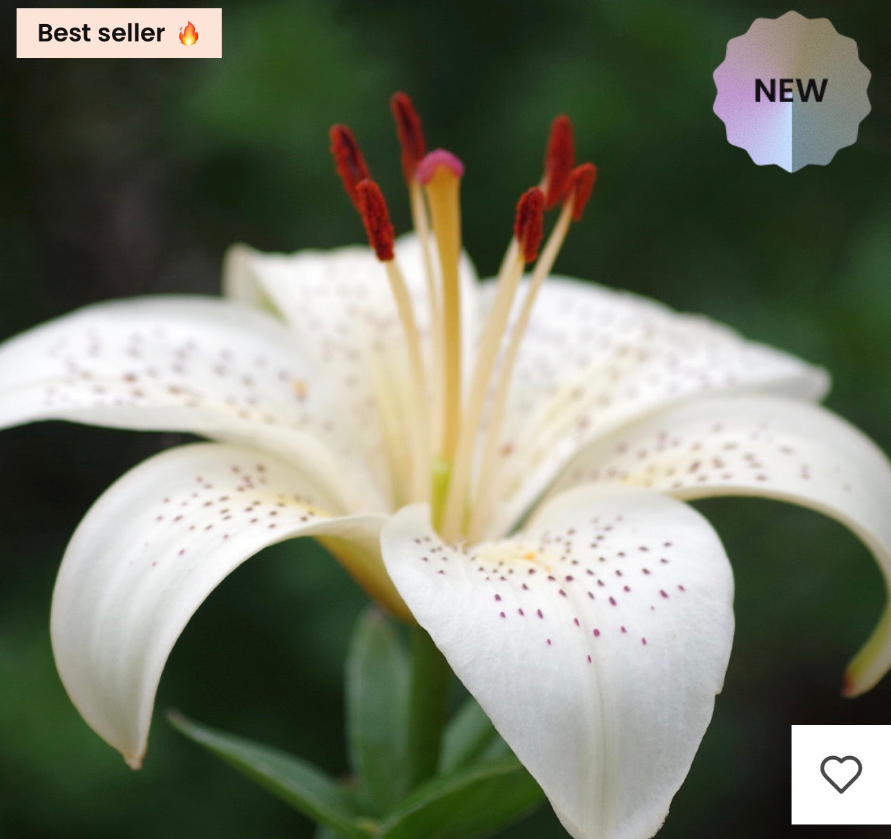 EXTRAIT DE PARFUM DU Scarlet Flame- Parfum N°146U